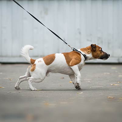 Leash Pulling