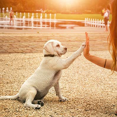 Puppy-Training